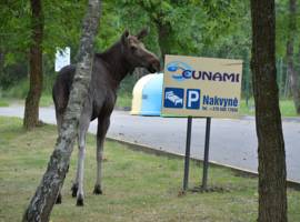 image of Cunami