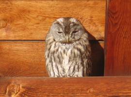 image of Cabana Codrut